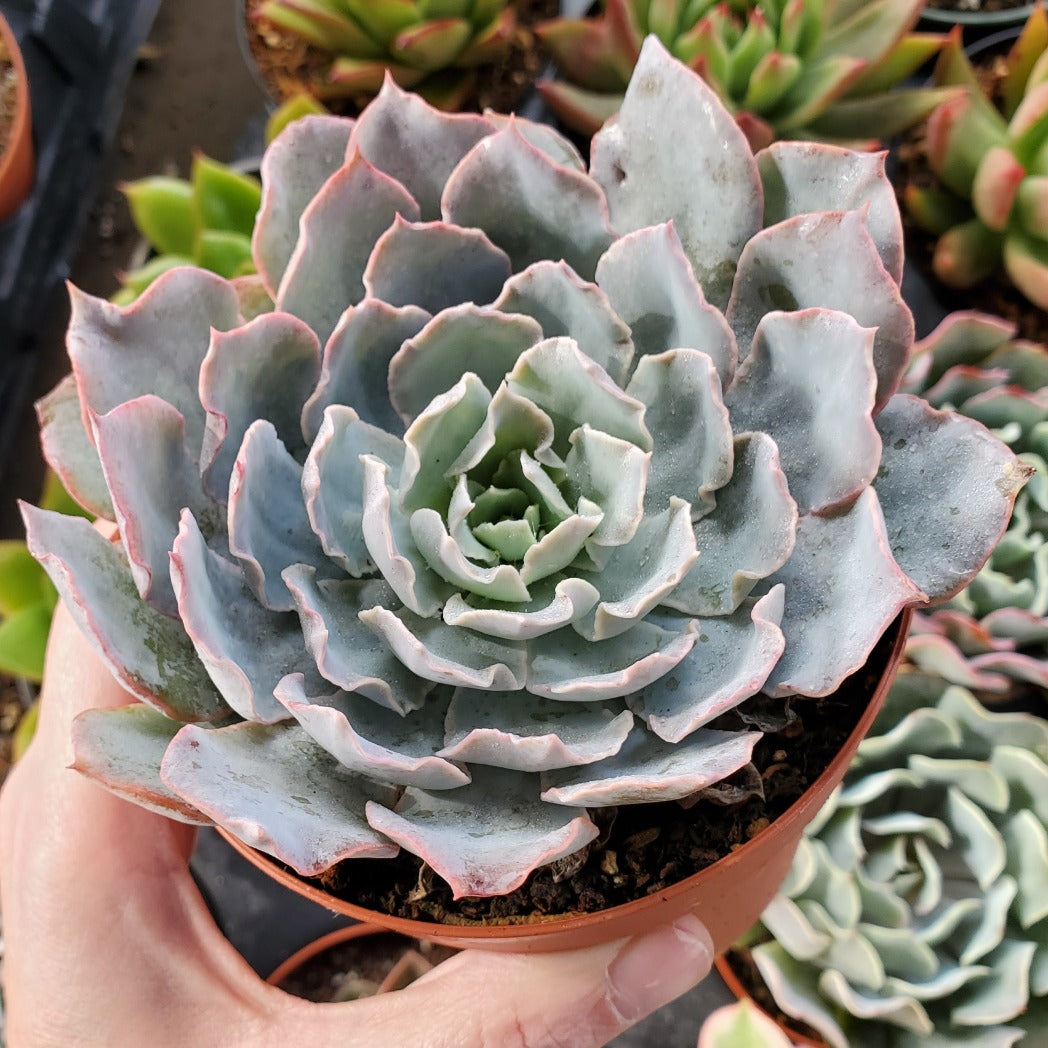 Echeveria 'Belen'